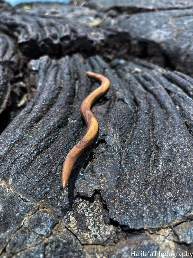 E OLA ANA - Koaia Hair Stick - Noʻeau Designers