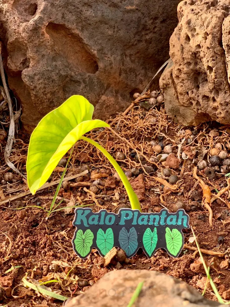 KAHOMELANI'S - Kalo Plantah Sticker - Noʻeau Designers