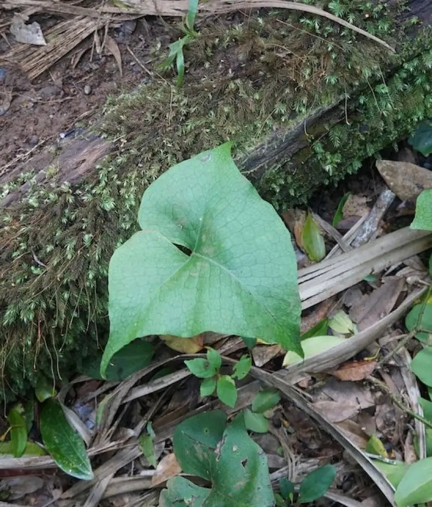 LAULIMA - Pe‘ahi Fern Pin - Noʻeau Designers